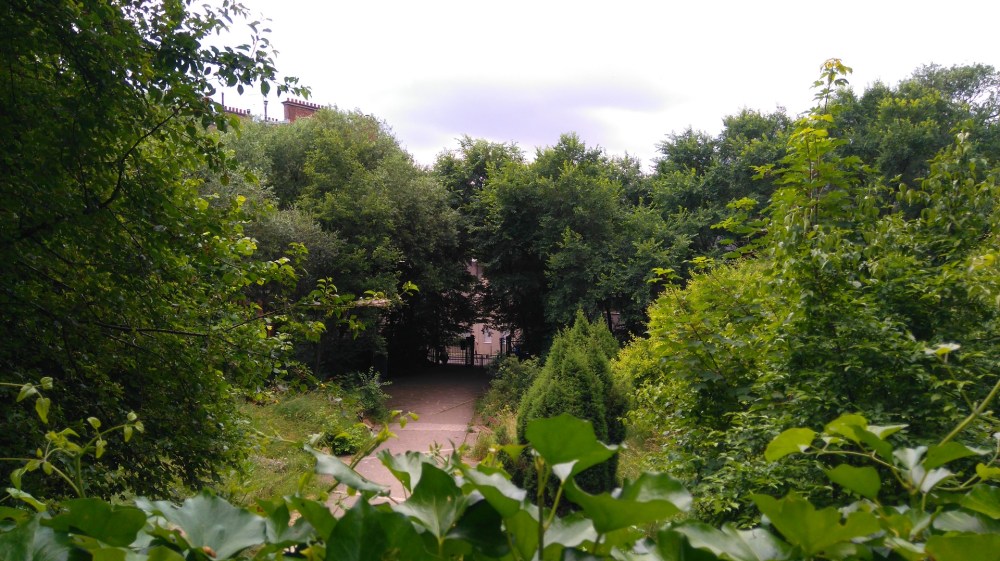 jardin-naturel-vue-dessus-herbes